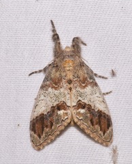 Dasychira leucophaea