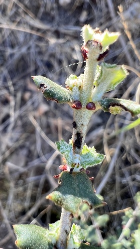 Hoary Leaved Ceanothus seedling