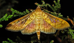 Mimorista subcostalis
