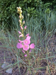 Sidalcea oregana oregana