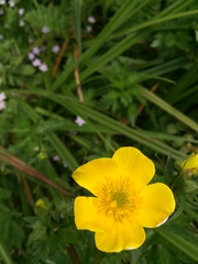 Ranunculus orthorhynchus platyphyllus
