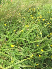 Ranunculus orthorhynchus platyphyllus
