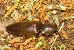 Deilelater physoderus