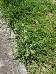 Erigeron variifolius