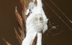 Paraferrisia podocarpi