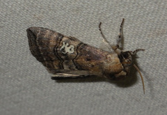 Tethea ocularis