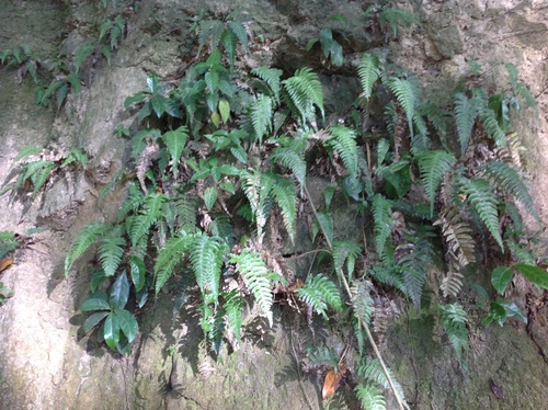Hammock fern (Blechnum occidentale)