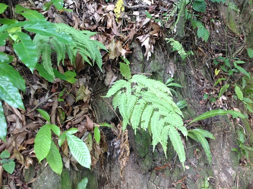 Image of Pteris biaurita by no rights reserved