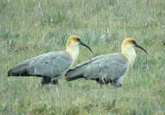 Theristicus branickii