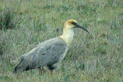 Theristicus branickii