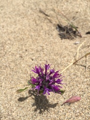 Monardella sinuata nigrescens