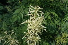 Aruncus