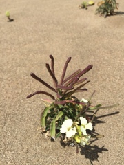 Erysimum concinnum
