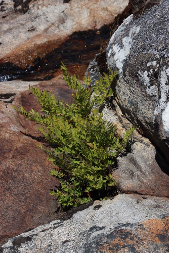 Image of Osmunda acuta by (c) Tony Rebelo, some rights reserved (CC BY-SA)