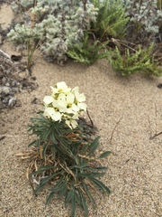 Erysimum concinnum