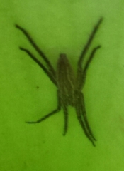 Pisaurina