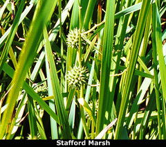 Sparganium eurycarpum