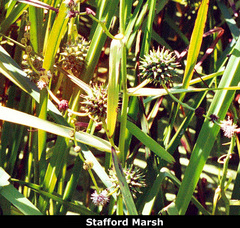 Sparganium eurycarpum