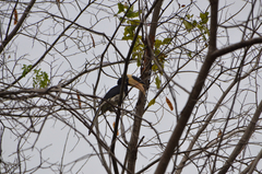 Anthracoceros coronatus