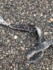 Arizona elegans elegans