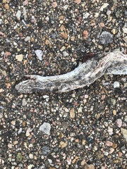 Arizona elegans elegans