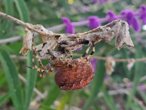 European garden spider