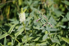 Sanguisorba stipulata