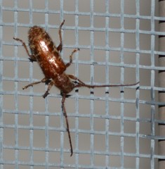 Eupogonius tomentosus