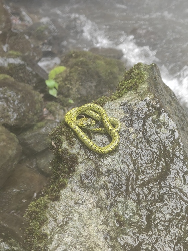 Black-speckled Palm Pit Viper