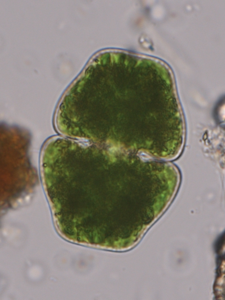 Cosmarium holmiense