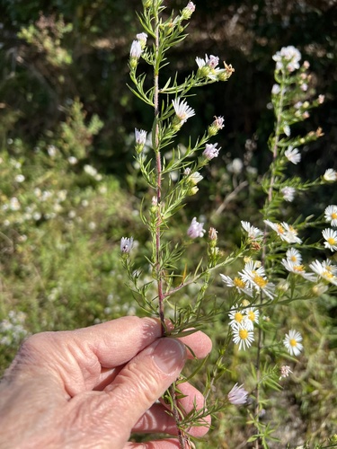 hairy white oldfield aster