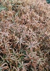 Dracophyllum recurvum
