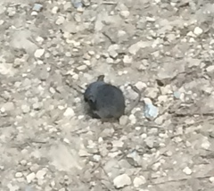 Peromyscus californicus