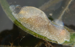 Haminoea vesicula image