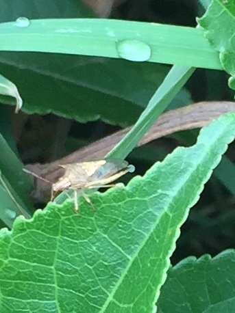 Rice stink bug