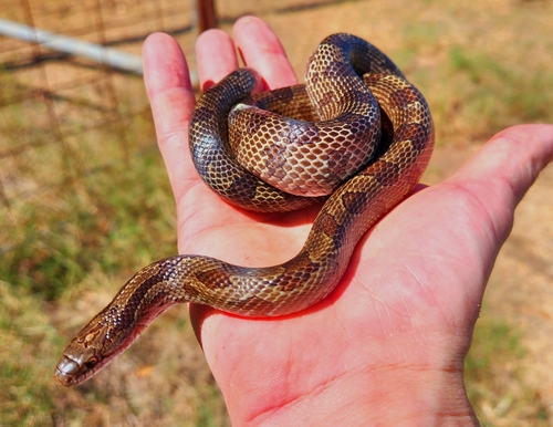Prairie Kingsnake photographed in Arkansas