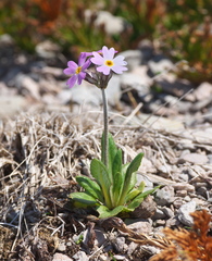 Primula laurentiana