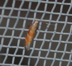 Battaristis vittella