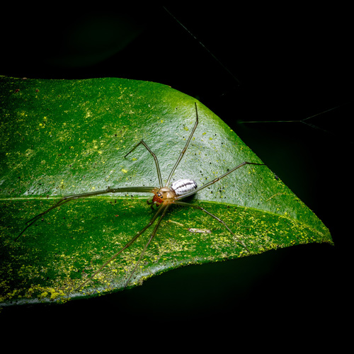 Sierra Dome Spider photo 4