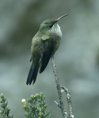 Oreotrochilus chimborazo