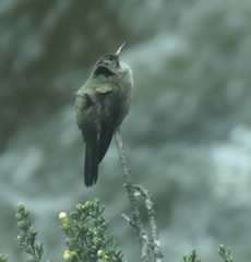 Oreotrochilus chimborazo