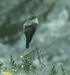 Oreotrochilus chimborazo