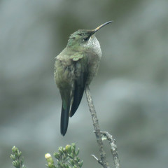 Oreotrochilus chimborazo