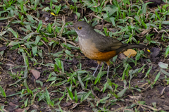 Turdus rufiventris