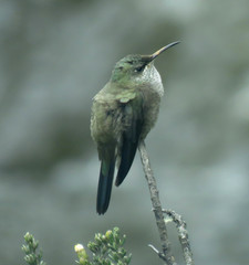 Oreotrochilus chimborazo