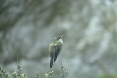Oreotrochilus chimborazo