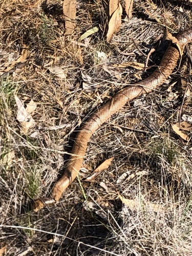 Eastern Brown Snake sighting
