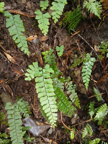Image of Adiantum diaphanum by (c) naturewatchwidow, some rights reserved (CC BY)
