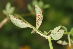 Uromyces anthyllidis