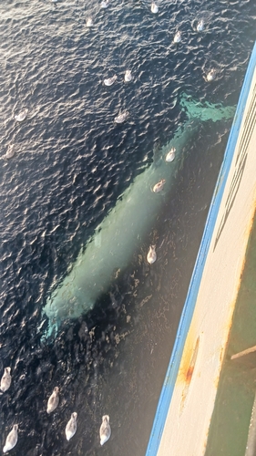 North Atlantic Bottlenose Whale, Canada, photo 6 of 10